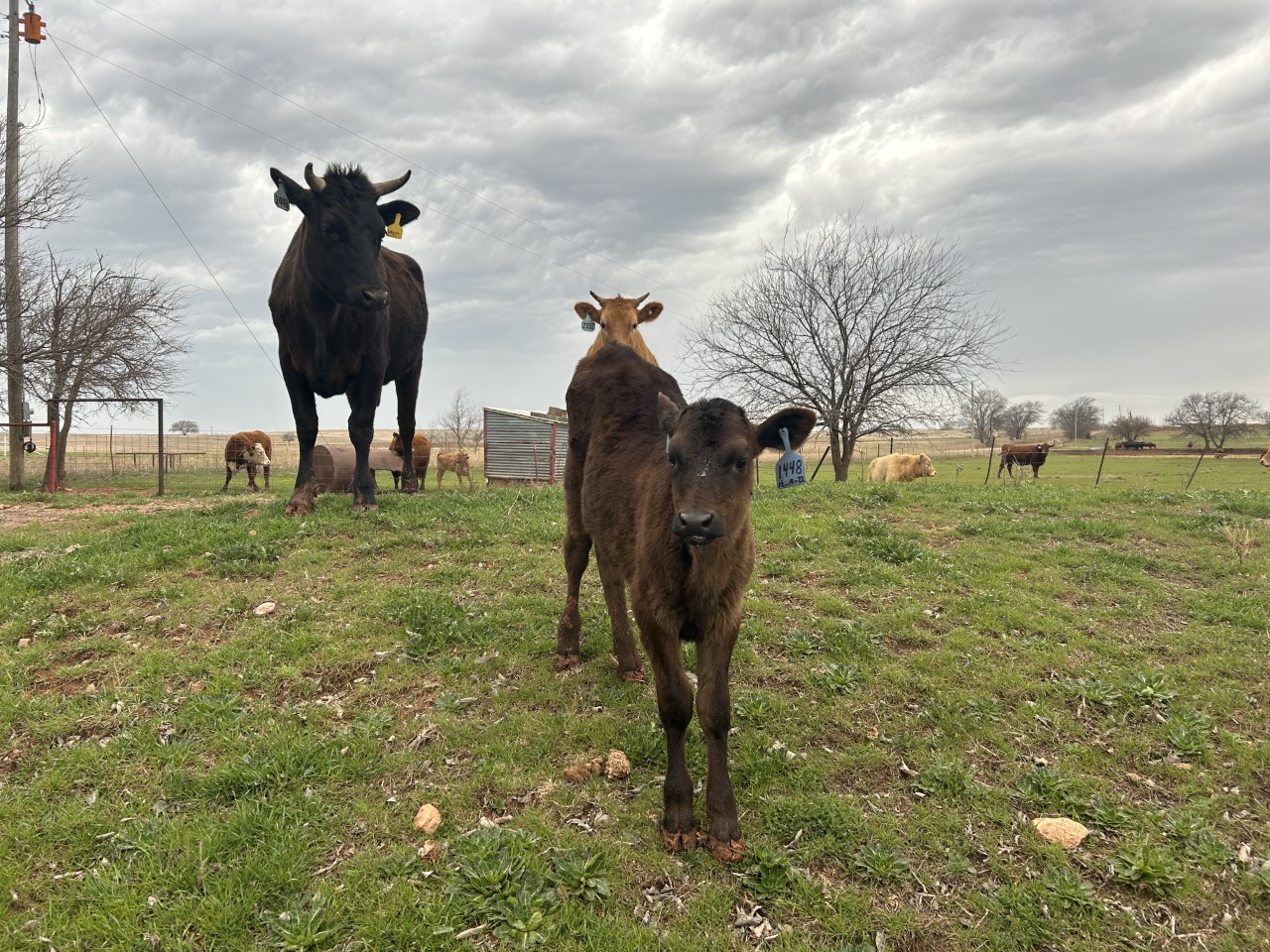 Commercial Wagyu pair